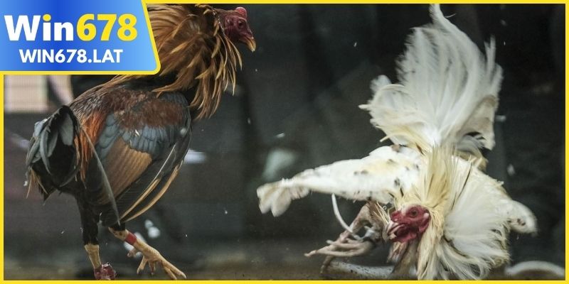 Đa dạng các trường gà cựa sắt cho bạn khám phá