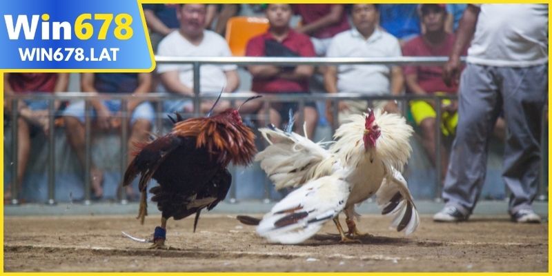 Đá gà trực tiếp tiện lợi và bảo mật hiện đại